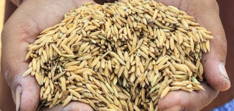 Participer à la lutte contre la pénurie d’eau et de nourriture dans le monde