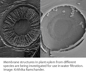 Membrane Structures in Plant Xylem