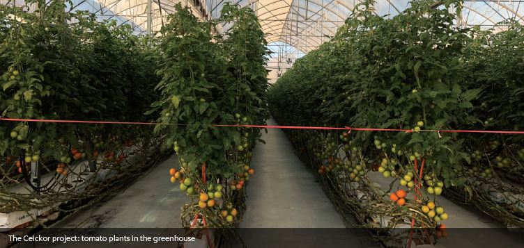 Tomato Plants