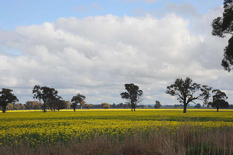 Winton Solar Farm